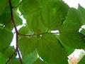 Garcinia,Manjananku,Limboi,pansara